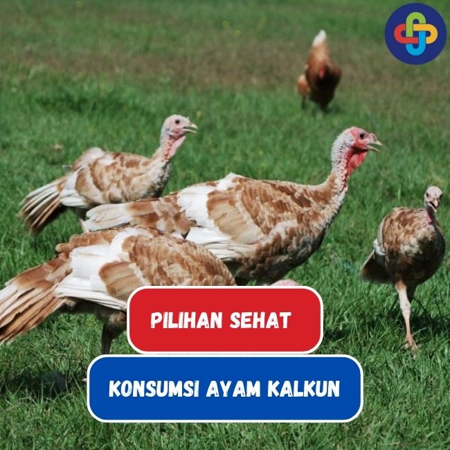 Ayam Kalkun: Pilihan Sehat Dibanding Ayam Biasa